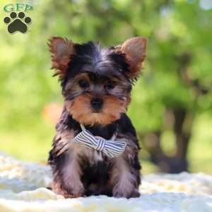 Bolt, Yorkie Puppy